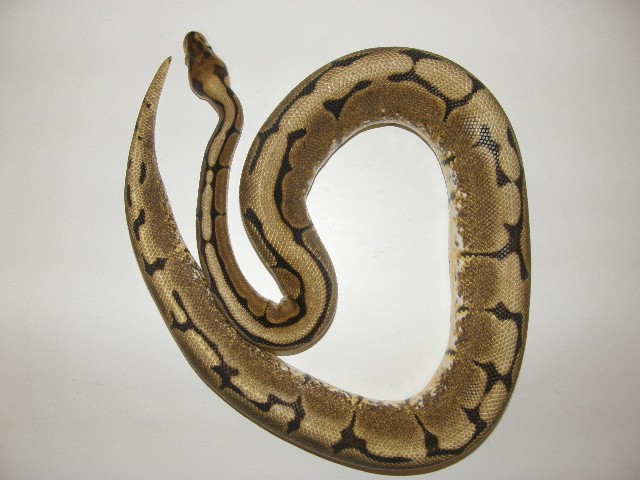 Python Regius / Königspython Morphen - Schlangen Python - MTK