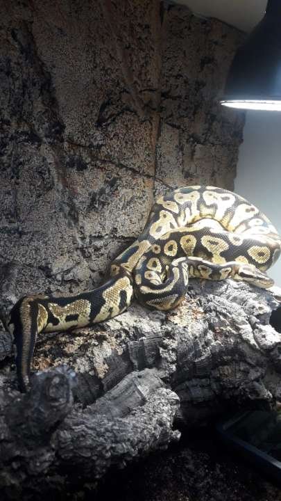 Zuchtpaar Königspythons DRINGEND abzugeben - Schlangen - Neu-Isenburg
