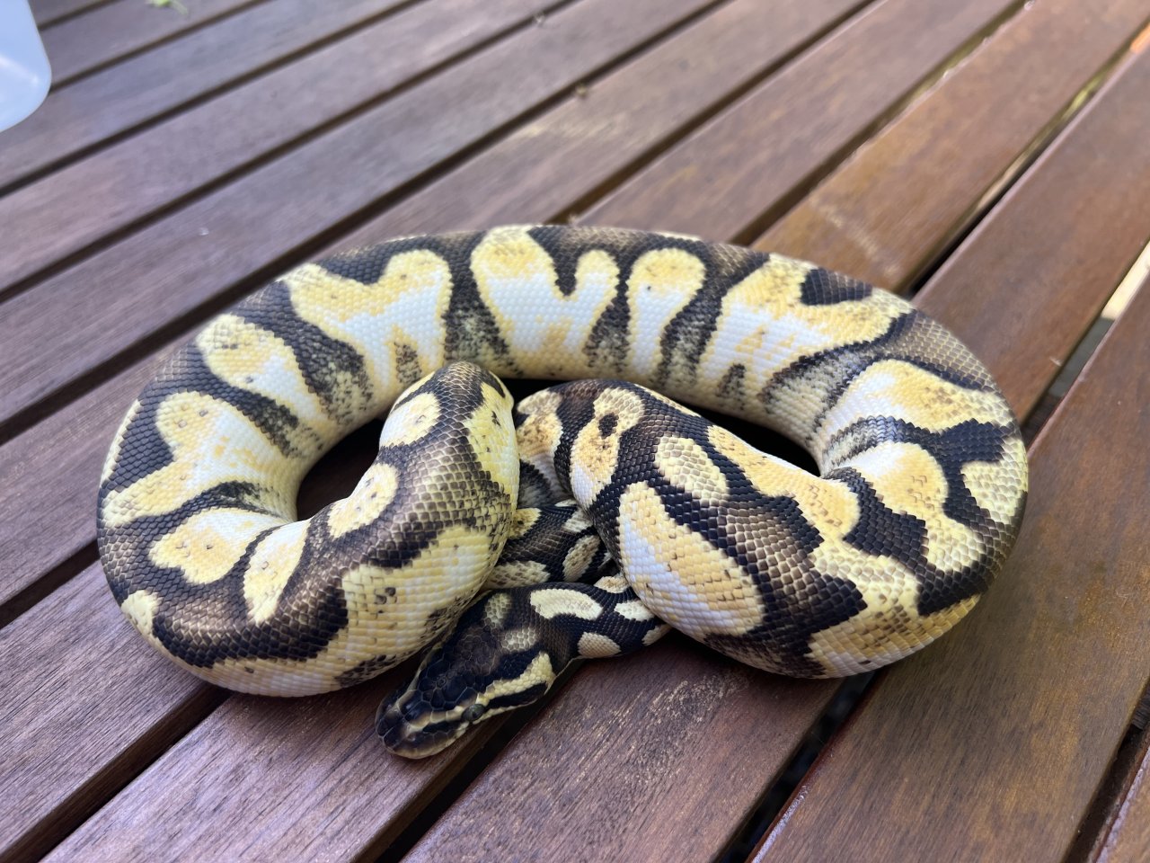 0.1 Pastel Enchi Calico - Schlangen - Oberhausen