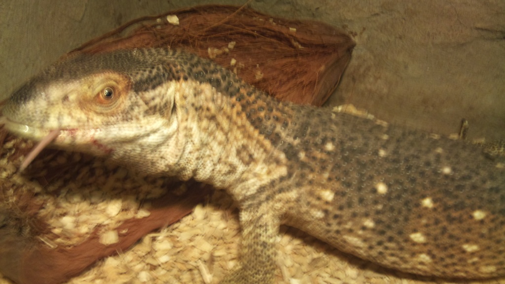 Biete/Tausche Varanus Albigularis und Steppenwaran - Warane - Köln