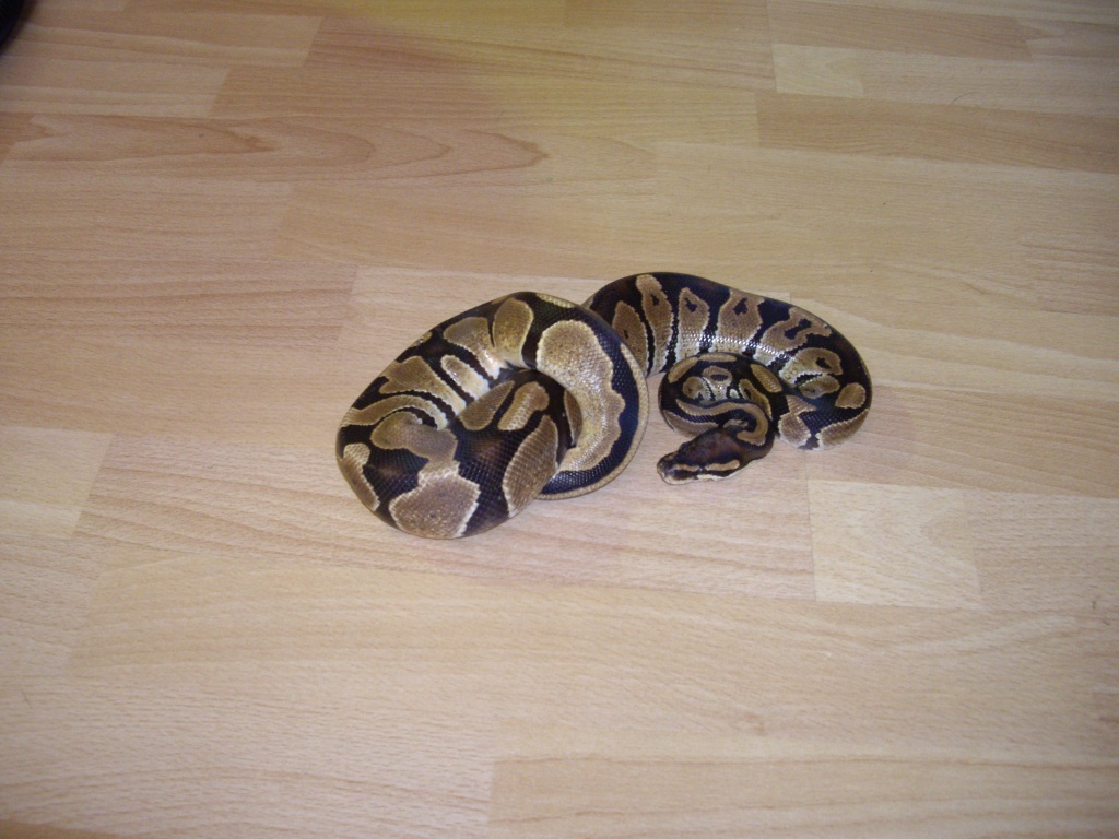 Königs Python NZ 03/08 - Schlangen - Berlin
