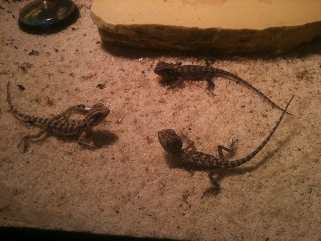 4 Monate alte Bartagamen abzugeben - Echsen - Moers