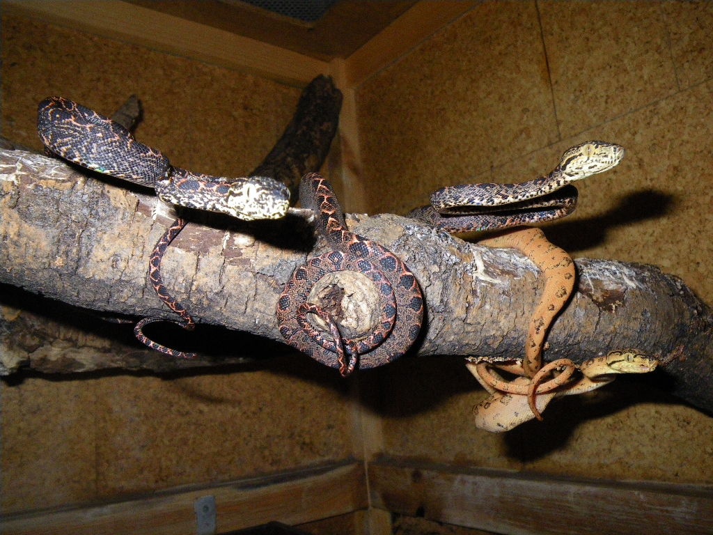 Corallus hortulanus - Schlangen - Tramm