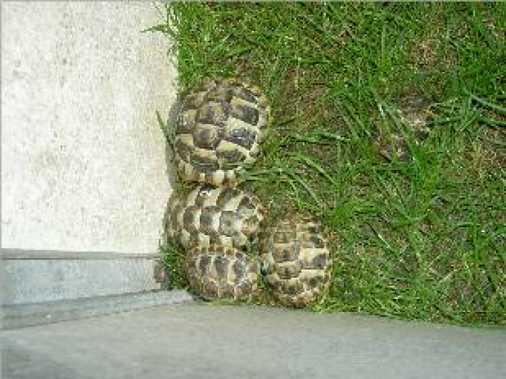 Verk. griechische landschildkröten 2021 - Sonstige Reptilien - feldheim