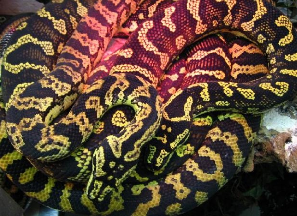 Teppichpythons (schwarz/gelbe Form). - Sonstige Reptilien - Sulzbach