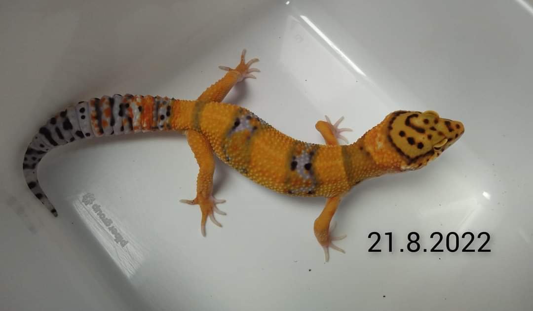Leopardgecko Männchen, Blood x Bold Bandit - Gecko - Weeze
