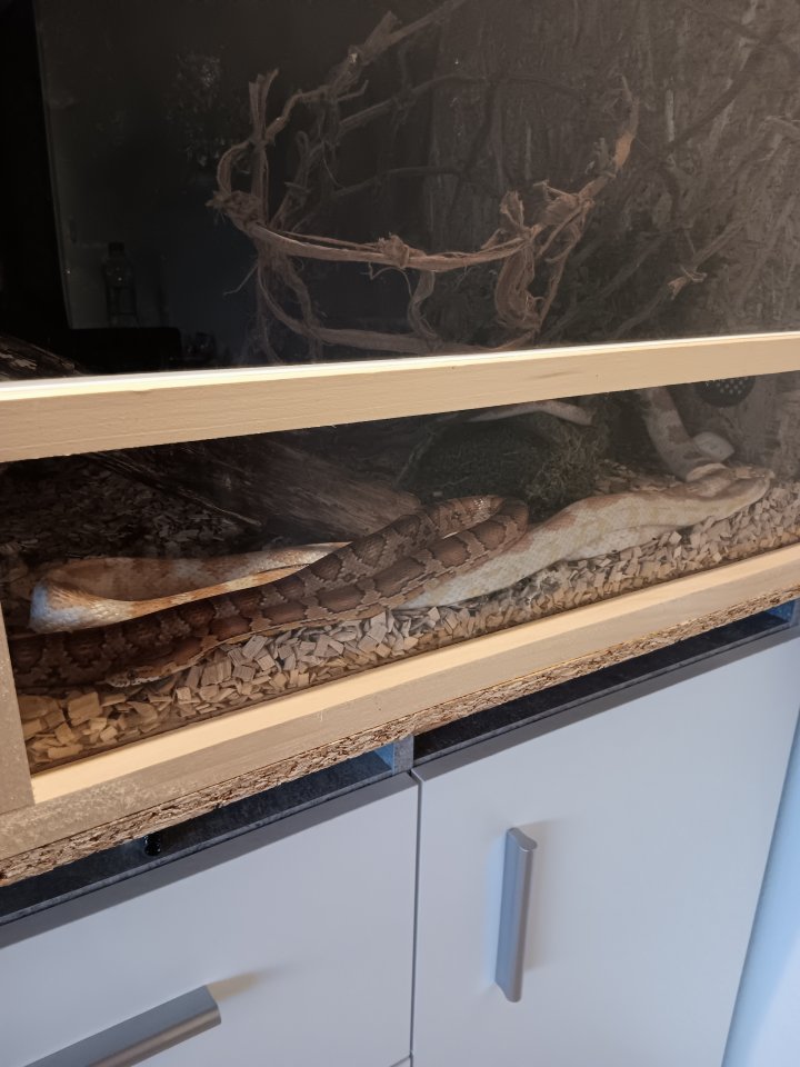 2 Kornnattern inkl. Terrarium und Zubehör - Schlangen - Vils
