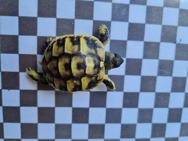 Testudo Hermani Boetgeri  - Schildkroeten - Kastellaun