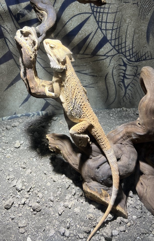 Männliche Bartagame abzugeben - Bartagame - Freiburg im Breisgau