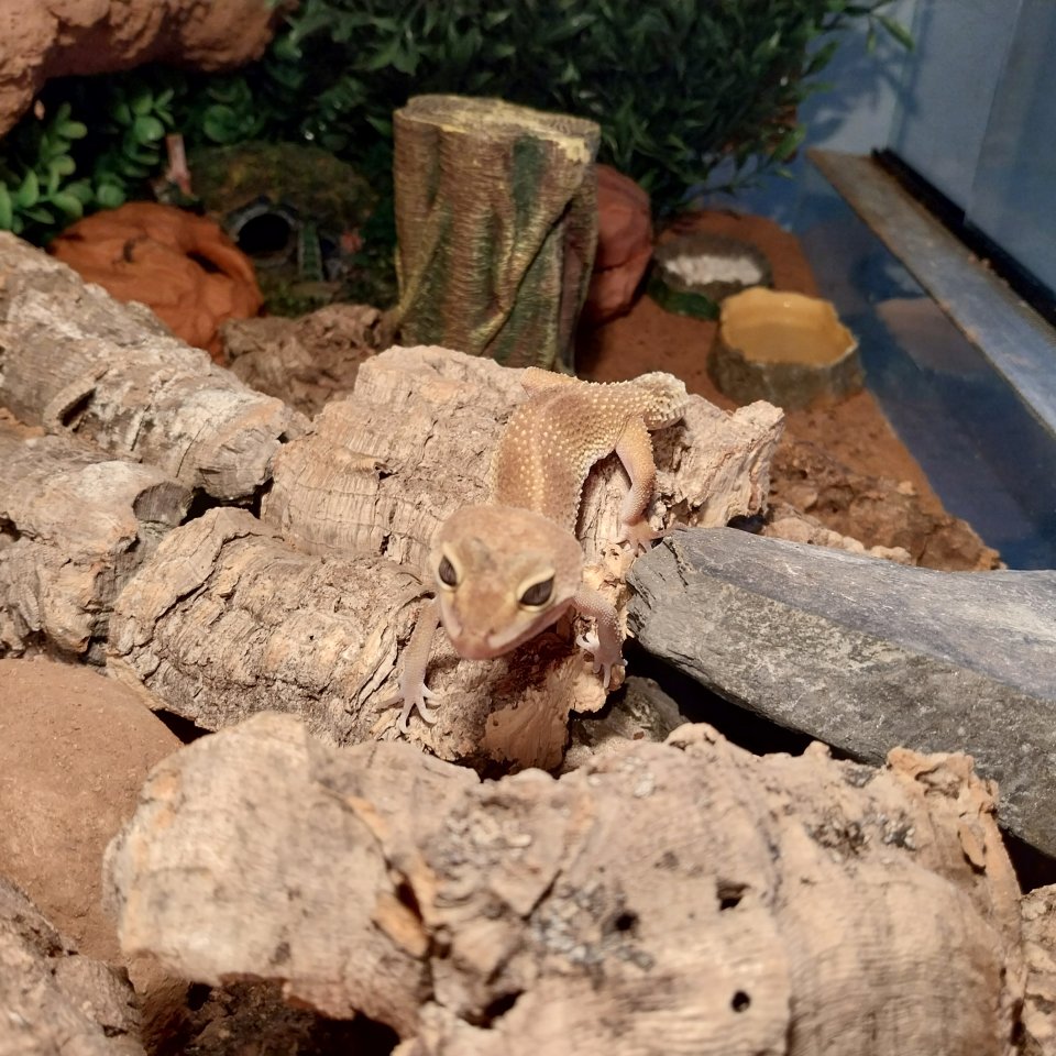 ? Liebevoller Leopardgecko mit großem Terrarium abzugeben ? - Gecko - Fredersdorf