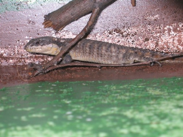 Cordylus t. tropidosternum - Sonstige Reptilien - Witten