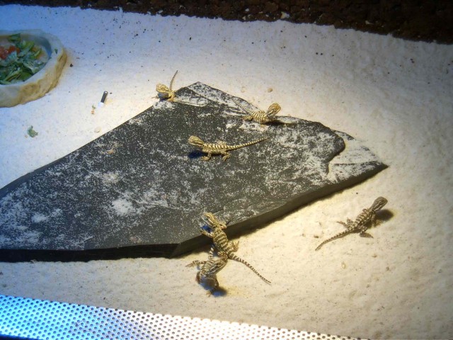 P. henrylawsoni NZ 06 2007 - Bartagame Zwergbartagame - Berlin Spandau