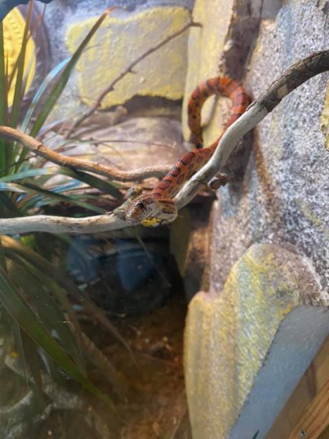 0,1 Pantherophis guttatus - Schlangen Natter - Großengottern