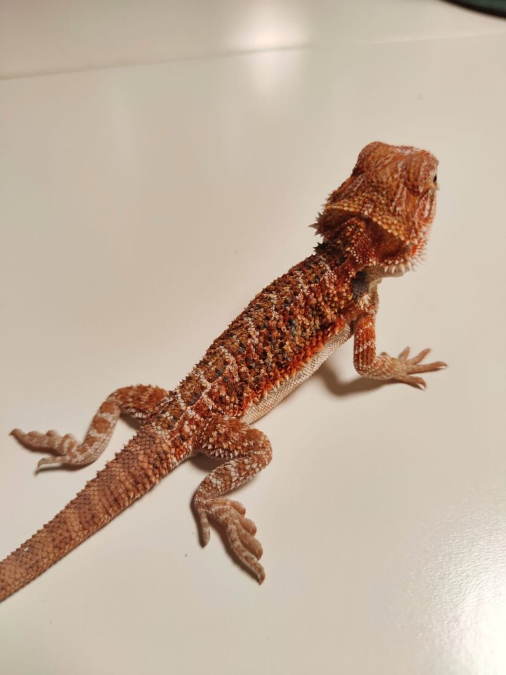 Bartagamen Babys Cawley Red P. Vitticeps - Bartagame - Renchen