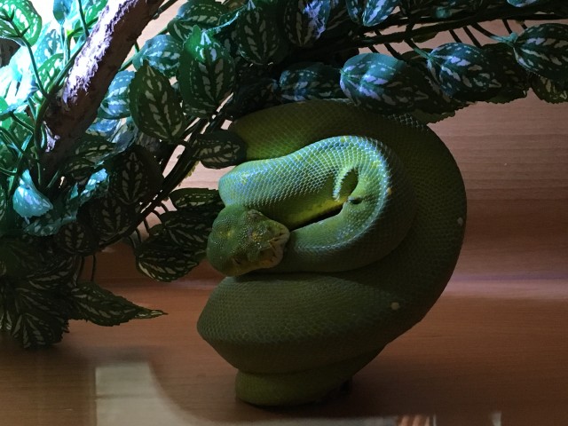 Biete Männchen Morelia Viridis Sorong - Schlangen Python - Ottenhofen