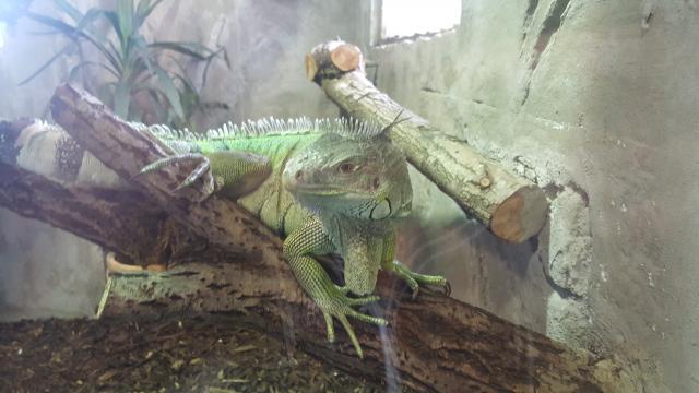 Grüne Leguan Pärchen + Terrarium - Echsen - Tittling