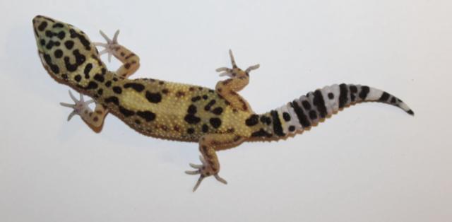 Leopardgeckos  - Gecko - Wiesbaden