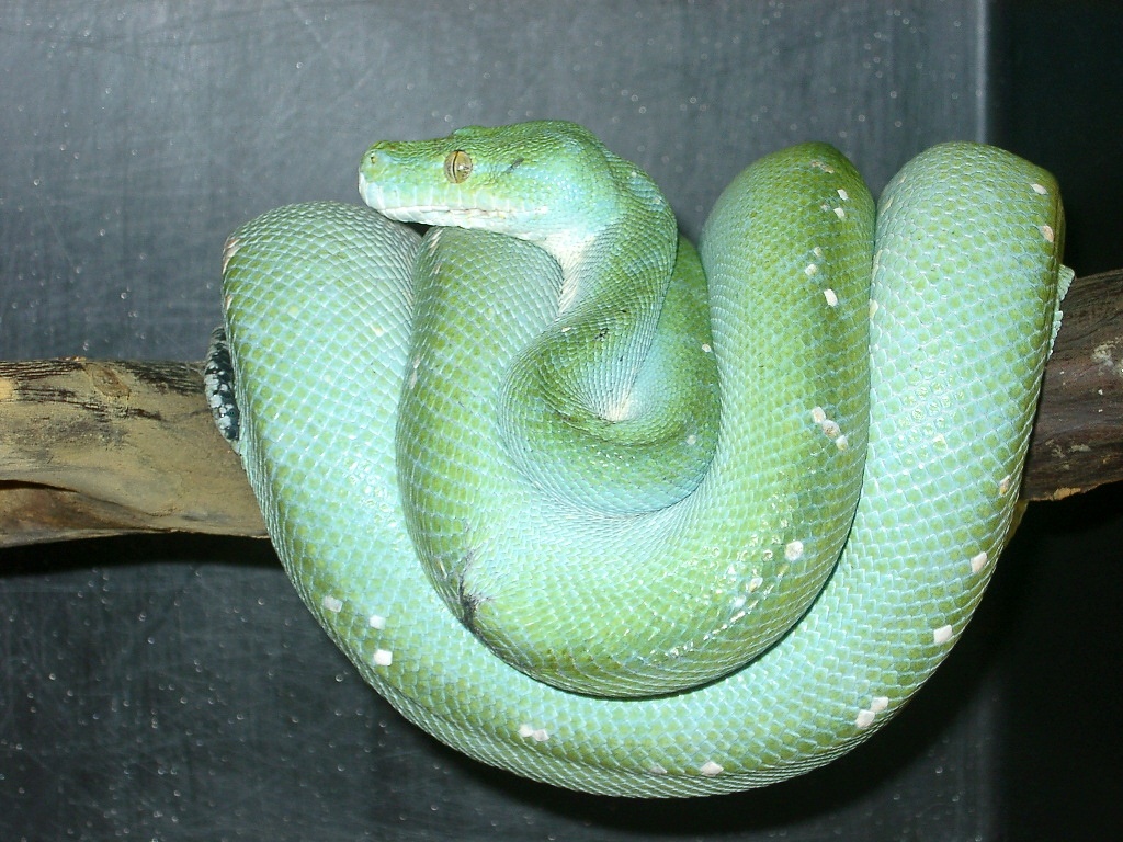 Morelia Viridis ARU DNZ vom 24.2.010 - Schlangen - Sprockhövel