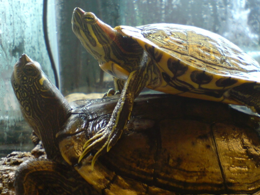 2 liebe Wasserschildkröten suchen ein neues Zuhause - Schildkroeten - Ahrensburg
