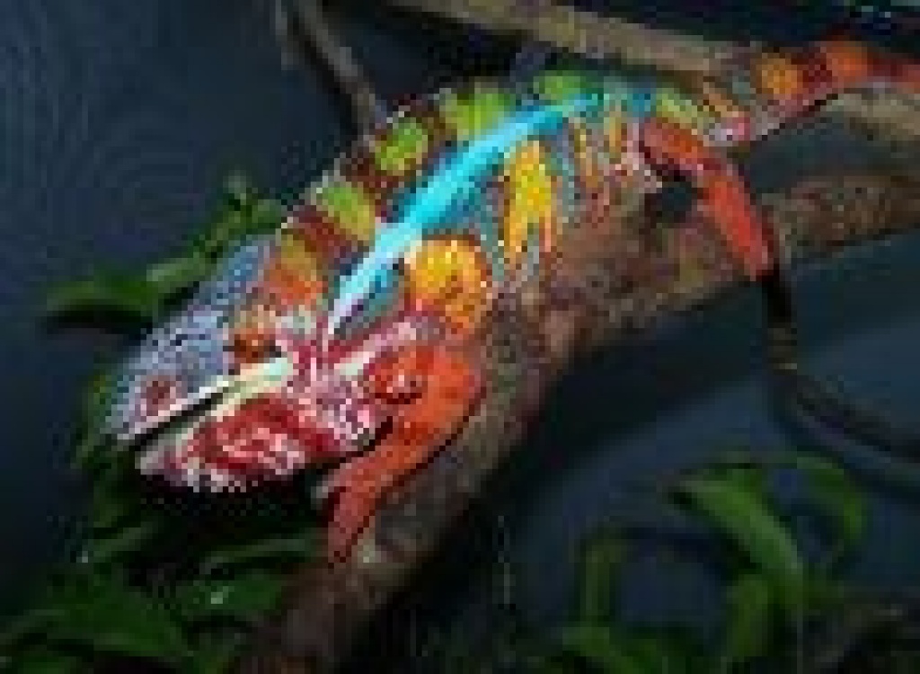 Furcifer Pardalis ambilobe red/blue - Chamaeleon - Aschersleben