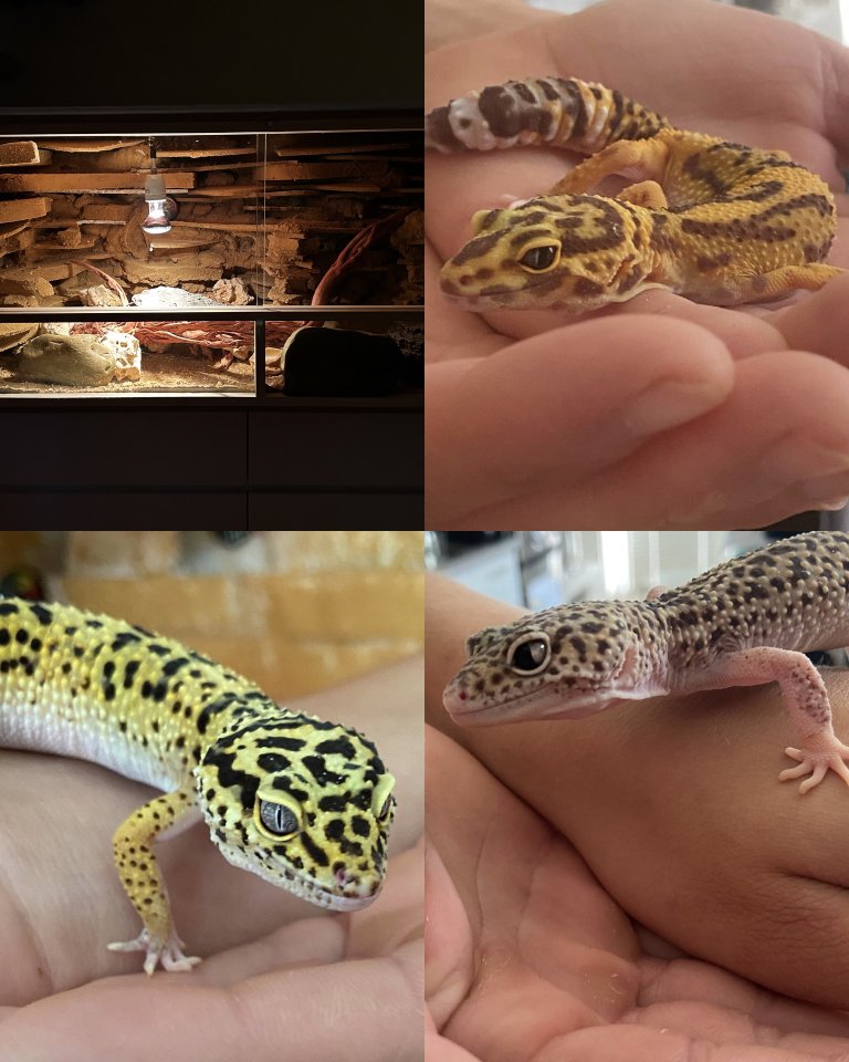 3 weibliche Leopardgeckos - Gecko - Niebüll