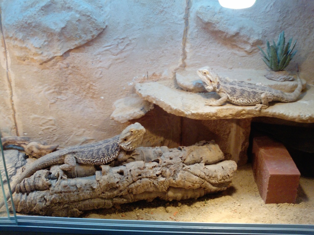 Bartagamenpärchen, 2 Jahre, mit Holzterra und Einrichtung - Echsen - Neustadt Hessen