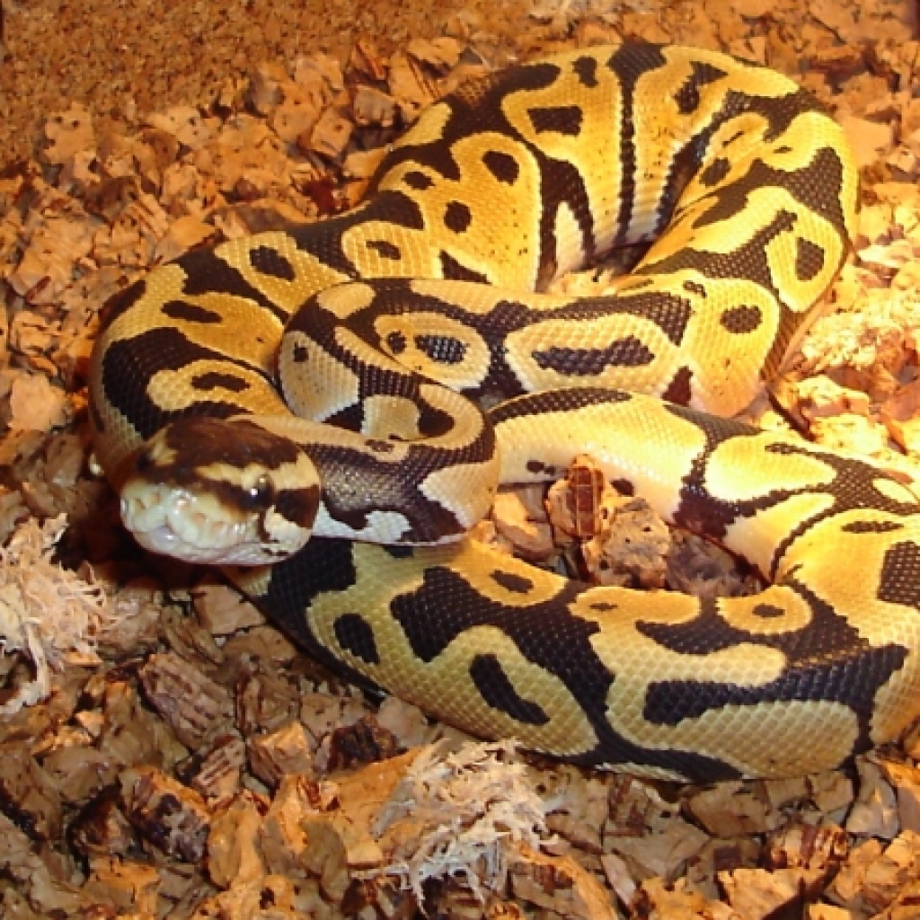 Python regius pastel - Schlangen - Zweibrücken