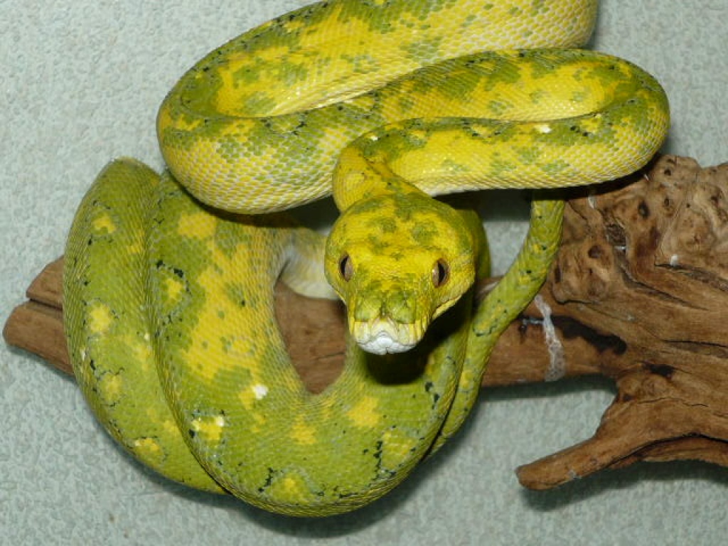 SUPERGÜNSTIG!!!! Morlia viridis & Morelia bredli - Schlangen - Erfurt