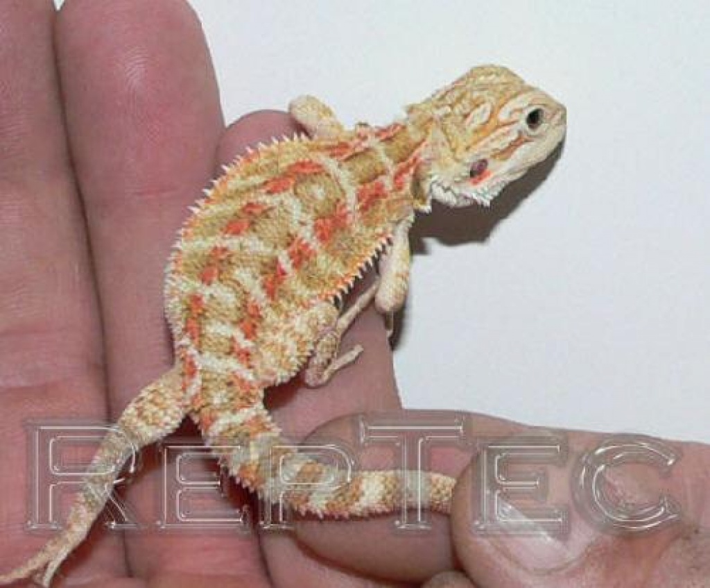 Sandfire Bartagamen NZ Hypopastell mit klaren Nägeln - Bartagame - Pörtschach am Wörthersee