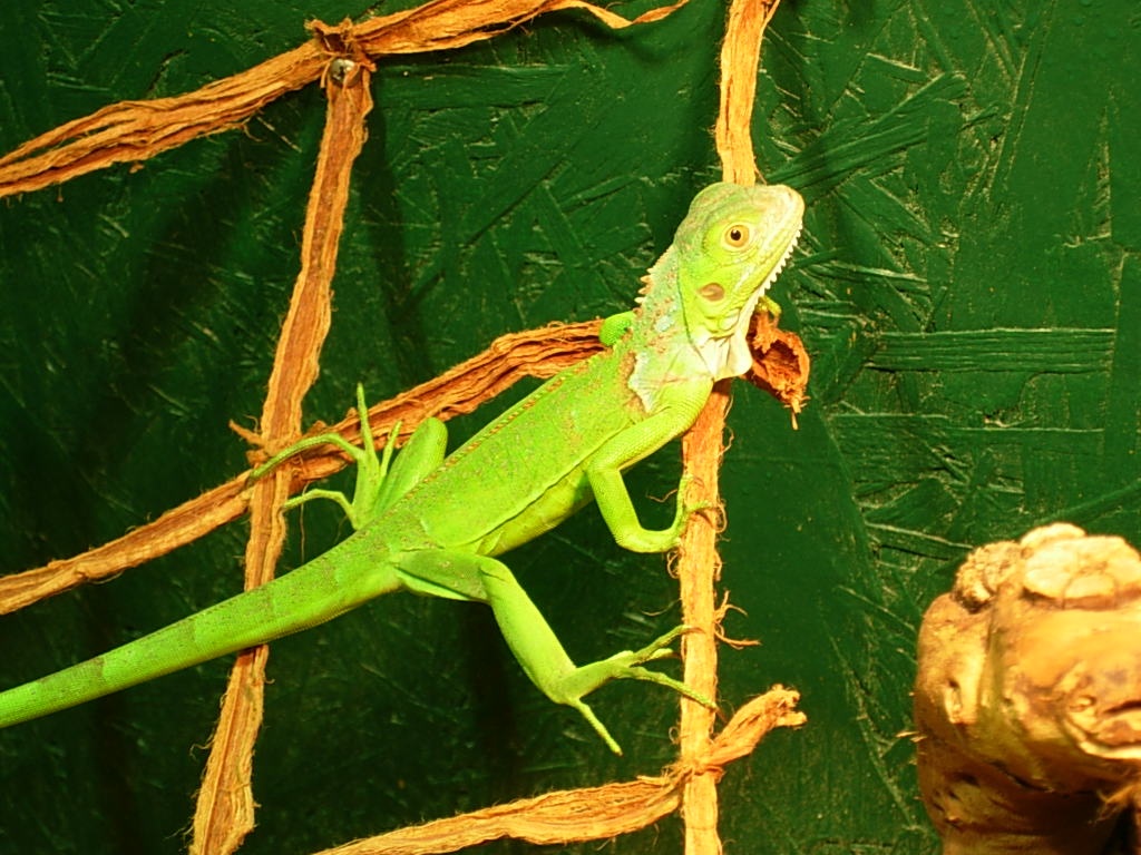 Grüne leguan mit terrarium - Leguan - Stolberg