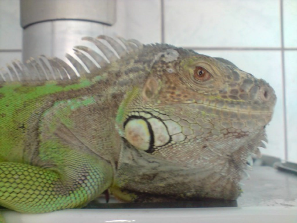 Suche leguan weibschen ab 1jahr - Leguan - Frankenthal Pfalz