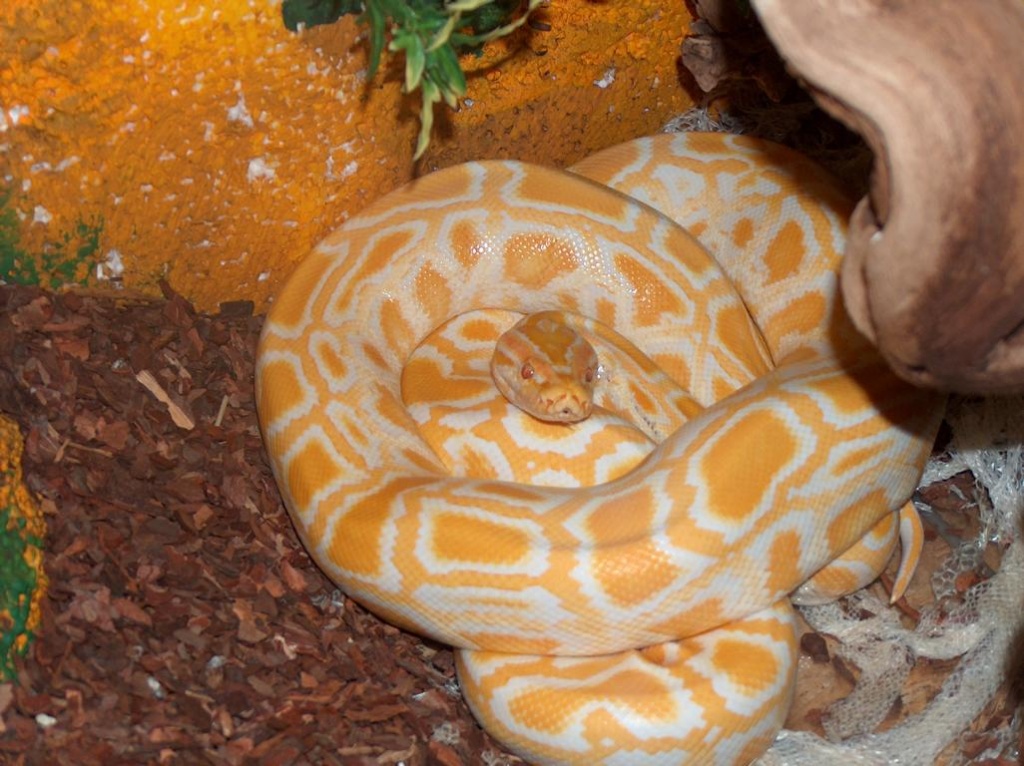 Albino Tiger Python - Schlangen - Steinhausen