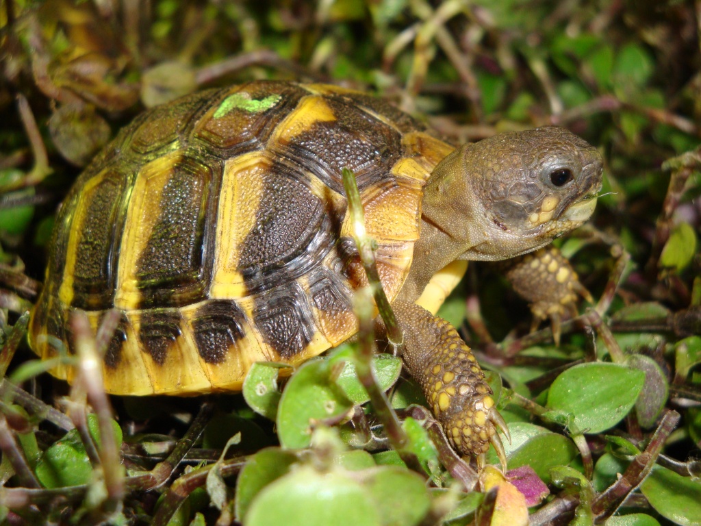 STUTTGART Landschildkröten aus Hobbyzucht 2021 - Schildkroeten - Stuttgart