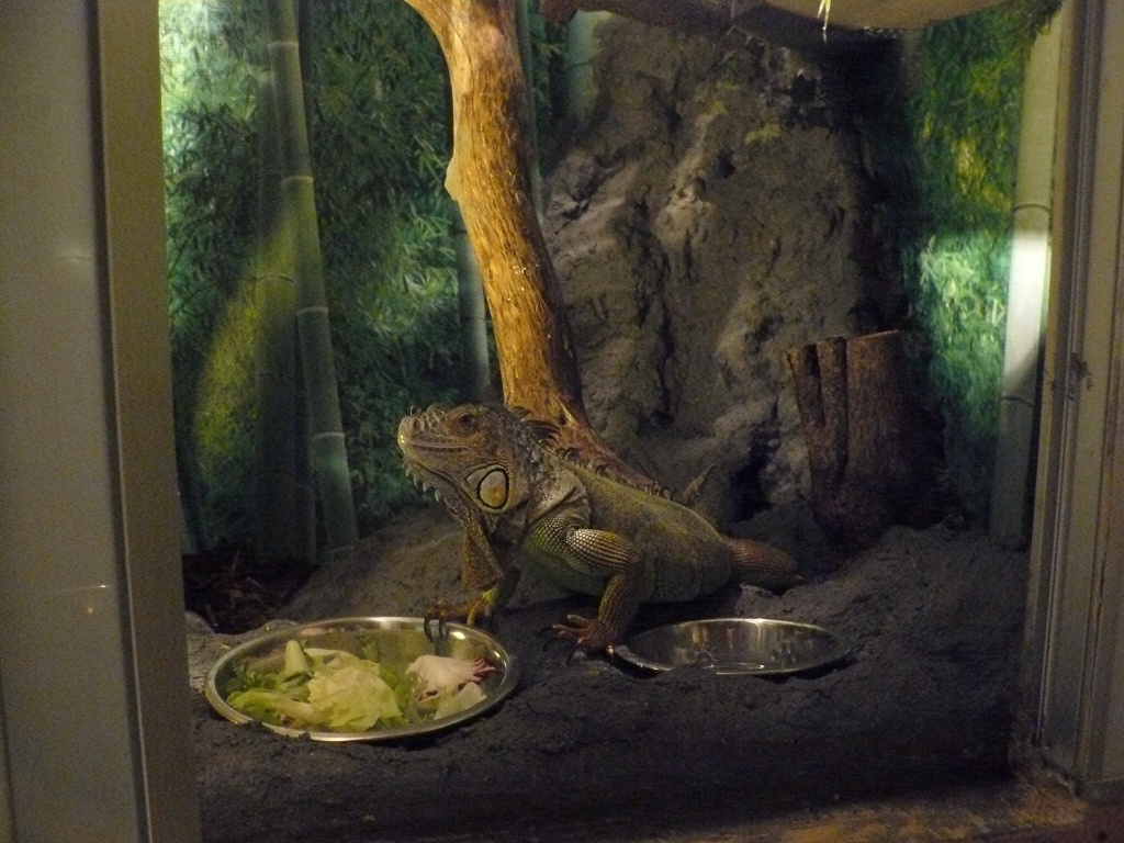 Suche leguan weibchen im raum 42929 - Leguan - Wermelskirchen
