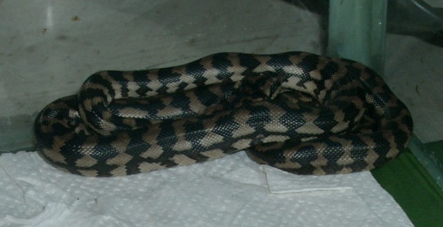 Teppichpython - Schlangen Python - Offenbach