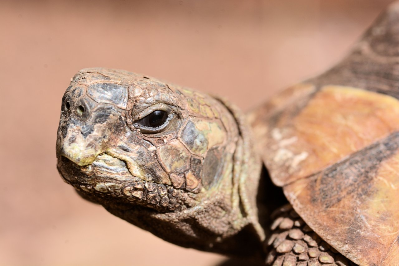 Griechische Landschildkröten (Thh) Schlupf Sept. 2024 zu verkaufen - Schildkroeten - Zirndorf