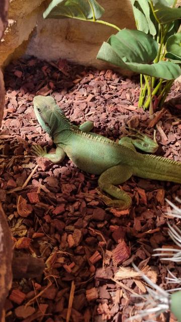 Wasseragame Päärchen - Bartagame - Kreuztal