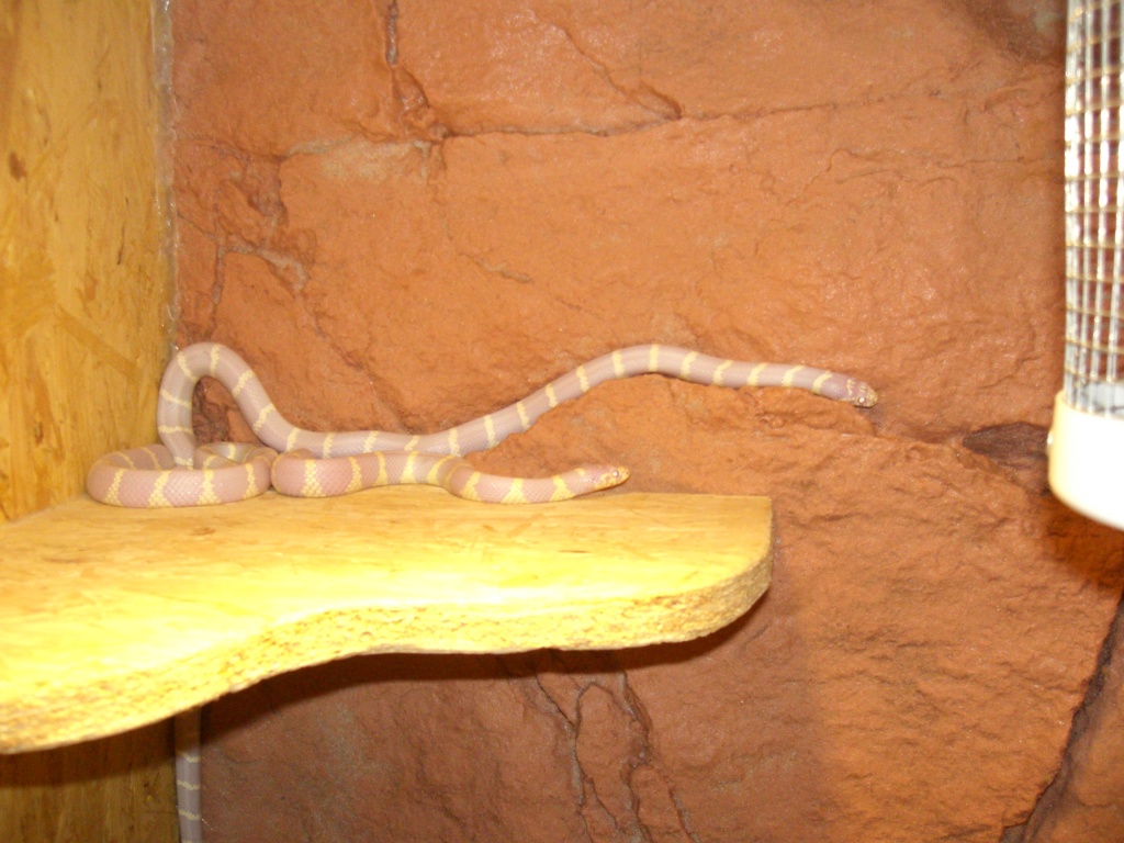 Lampropeltis g. Californiae (Kalifornische Kettennatter Albino) - Schlangen - Ingelheim am Rhein