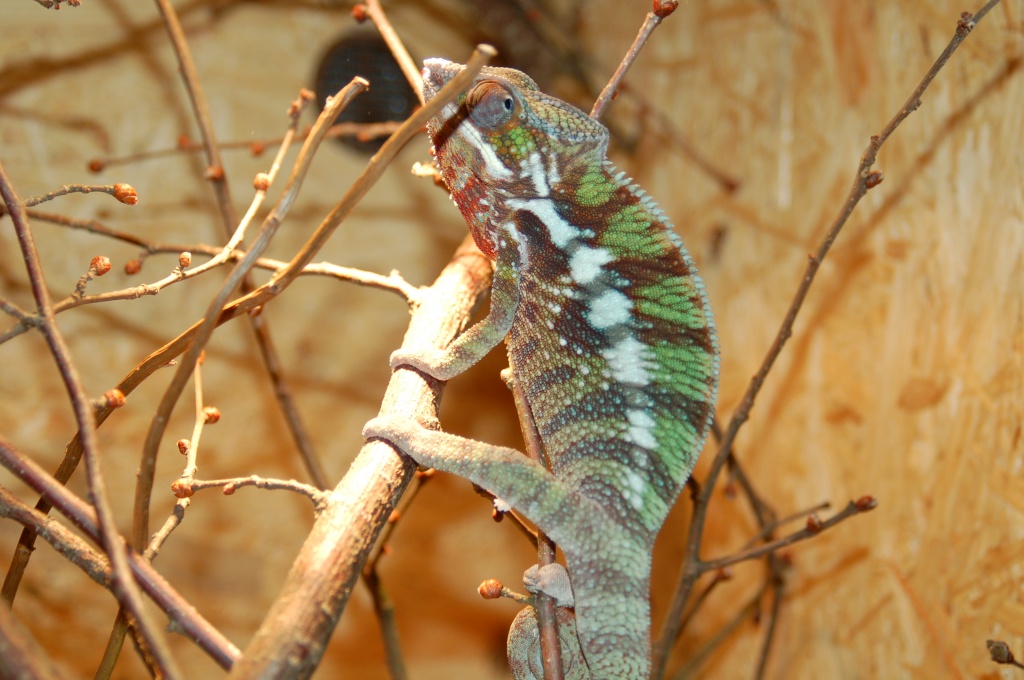 Furcifer pardalis 2.3 ( Diego suarez ) - Chamaeleon - Bergisch Gladbach