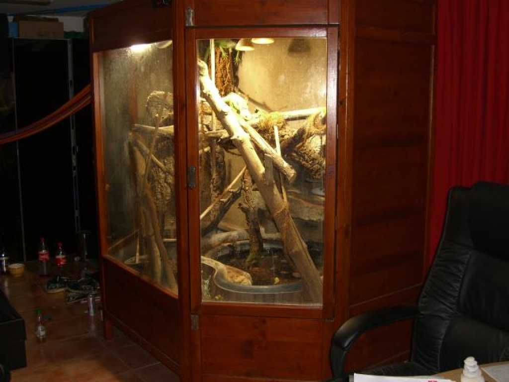 Grünleguan Pärchen mit Terrarium in abzugeben. - Leguan - Bruckmühl