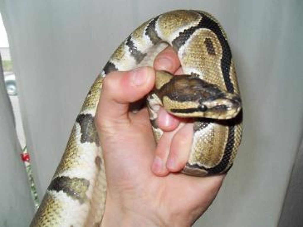 Königspython -Python regius- adult inkl. OSB-Terrarium - Schlangen - Leipzig