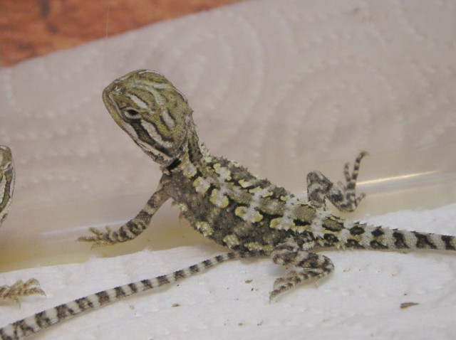 Zwergbartagamen Nachzuchten (Pogona henrylawsoni) - Bartagame Zwergbartagame - Clausthal-Zellerfeld