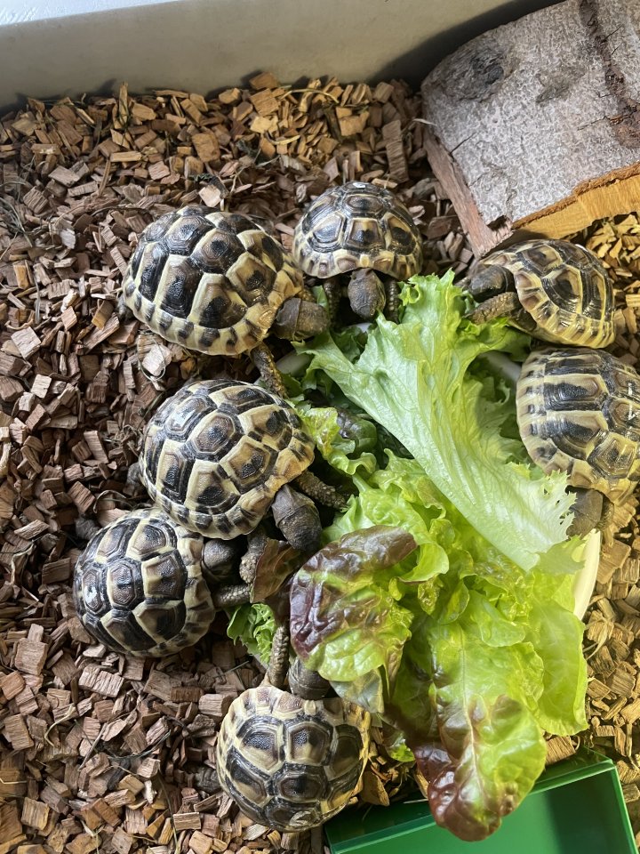 Griechische Landschildkröten, NZ 2023 - Schildkroeten - Hartenstein