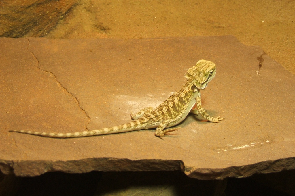 Bartagamenbabys - Sonstige Reptilien - Losheim am See