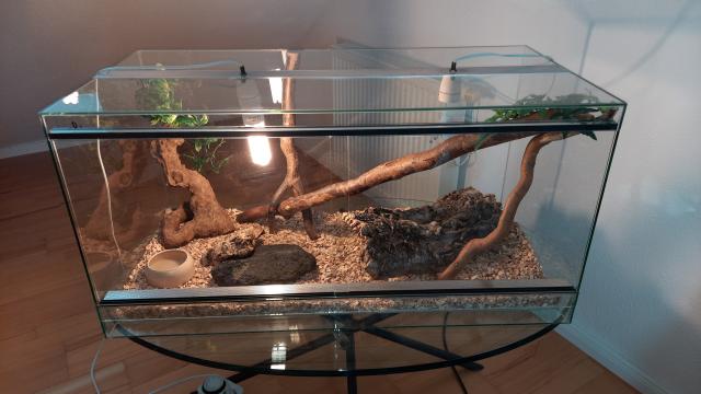 Reptilien-Terrarium - Schlangen Sonstige - Bruchköbel