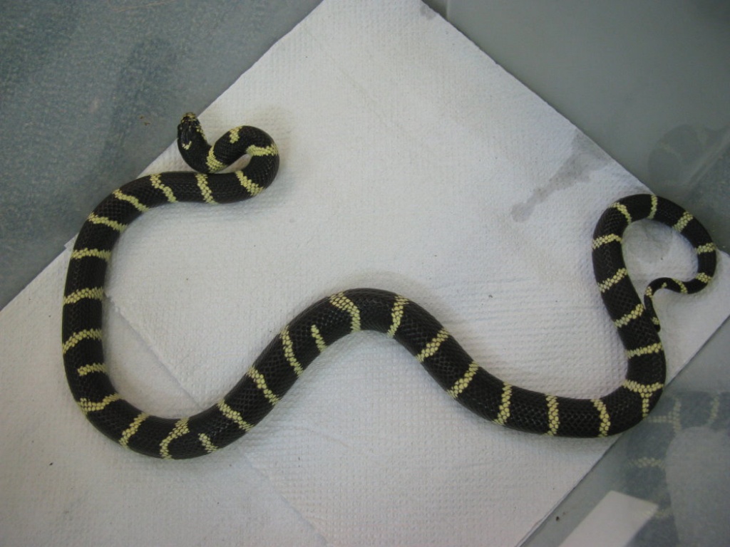 Kalif. Kettennatter und Kornnatter abzugeben - Schlangen - Kyritz