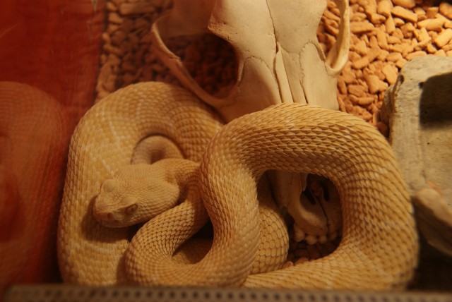 Crotalus Atrox Albino - Schlangen Giftschlangen - Essen