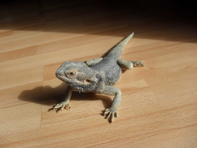 1.0 Bartagame zu verschenken - Bartagame Farbbartagame - Hannover