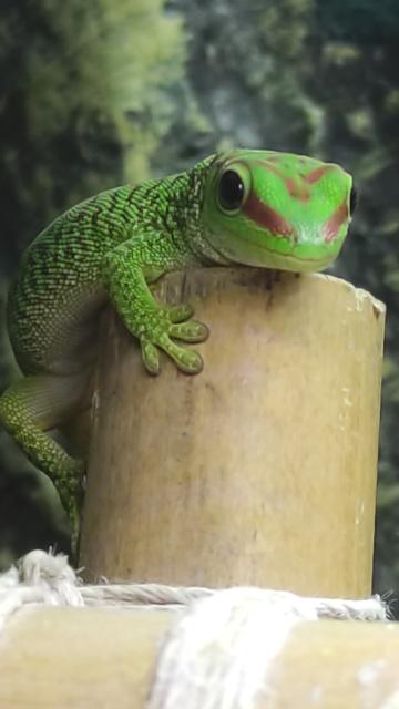 Phelsuma grandis Madagaskar Taggecko 0.0.4 - Gecko - Teltow