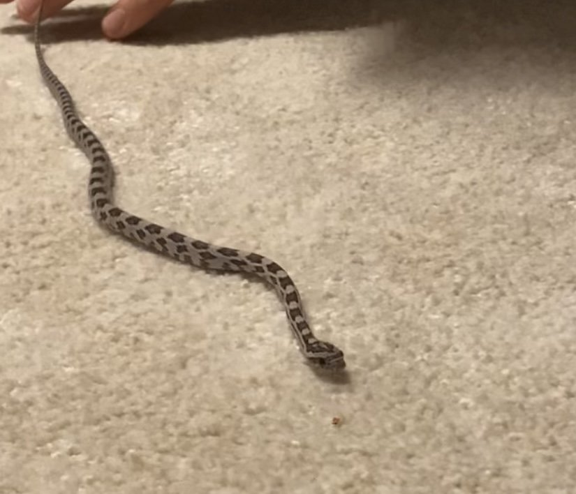 Kornnatter Pantherophis Guttatus Weiblich - Schlangen - München